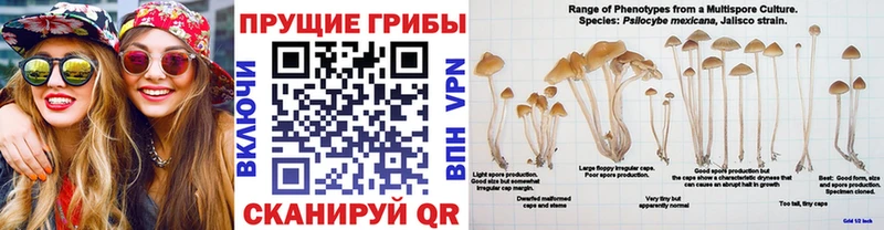 Галлюциногенные грибы Psilocybe  Гаврилов-Ям 